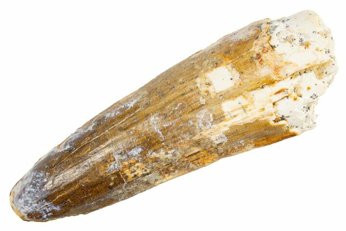 Fossil Spinosaurus Tooth - Real Dinosaur Tooth #305795